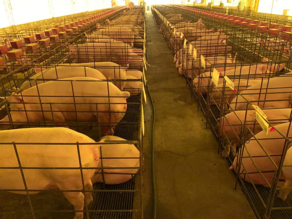 Hacienda San Jorge le pone el hombro a la seguridad alimentaria, festeja el fin de la zafra 2020 2 JORGE 1
