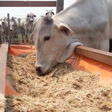 AGRO 2021: proyectan un crecimiento moderado (1,35%); los productores serán prudentes ante la crisis económica 2 AGRO PORTADA 1