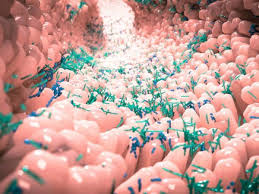 Estudios analizan un posible vínculo entre el COVID-19 y la microbiota 1 micro 2
