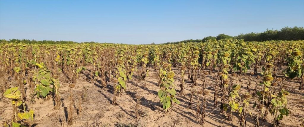 ANAPO: “Sequía y heladas disminuyen producción de granos en Santa Cruz” 1 GRAVE 1