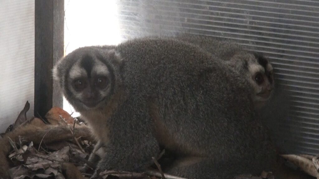 Animales rescatados y decomisados son trasladados a un refugio 2 loros 3