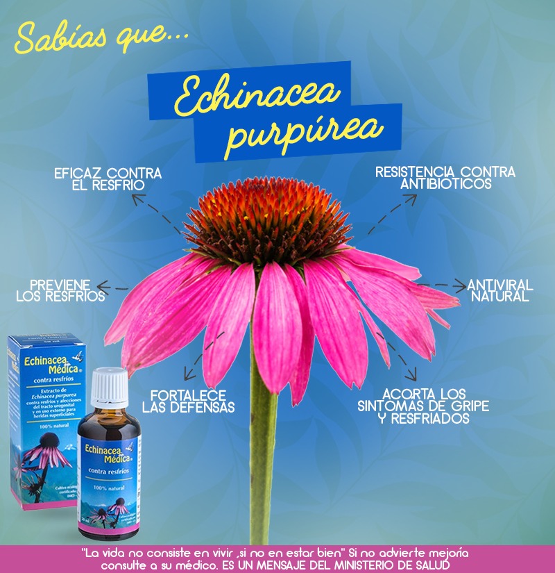 Tres motivos para tomar Echinacea y fortalecer el organismo durante el invierno 1 echi 2