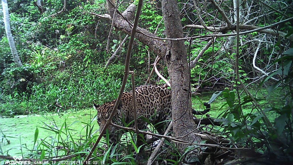 JAGUAR.2