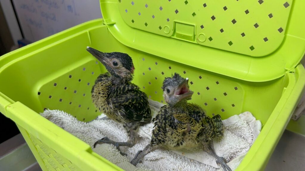 Gobernación decomisó aves que eran comercializadas ilegalmente 1 BB 2