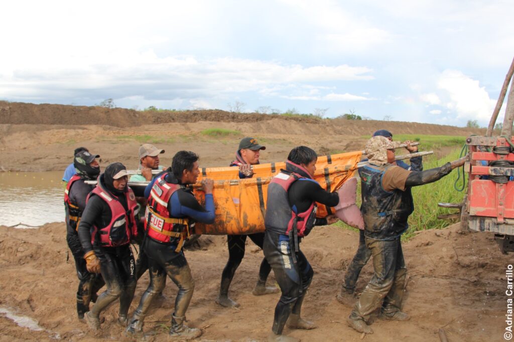 Rescatan a 24 bufeos atrapados en pozas de aguas del municipio San Pedro 1 res 2