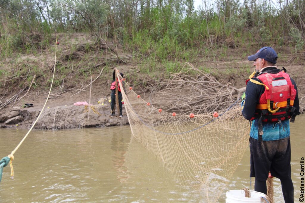 Rescatan a 24 bufeos atrapados en pozas de aguas del municipio San Pedro 2 res 4