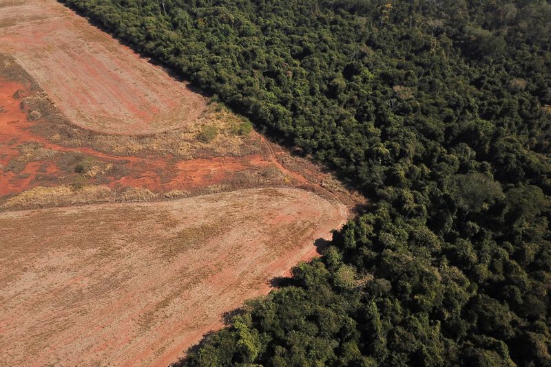 La Unión Europea prohibirá las importaciones cuyo origen cause deforestación: puede afectar sus compras de soja, carne, café y cacao 1 La nueva ley garantizará a los consumidores europeos que los productos que compran no contribuyen a la destrucción y degradación de los bosques y reduciría así la contribución de la UE al cambio climático y a la pérdida de biodiversidad a nivel mundial. REUTERS/Amanda Perobelli