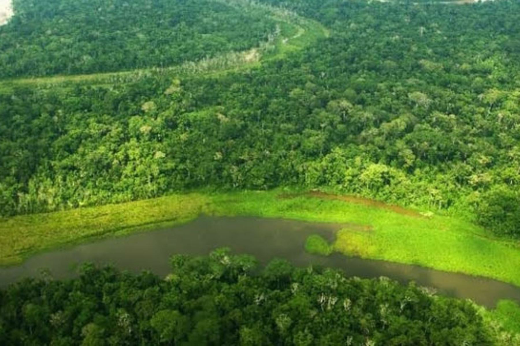 La Unión Europea prohibirá las importaciones cuyo origen cause deforestación: puede afectar sus compras de soja, carne, café y cacao 2 Los productos cubiertos por la nueva legislación son el ganado, el cacao, el café, el aceite de palma, la soja y la madera, incluidos los productos que contengan, se hayan alimentado con o se hayan fabricado utilizando estas materias primas (como el cuero, el chocolate y los muebles), como en la propuesta original de la Comisión Europea. (Andina)