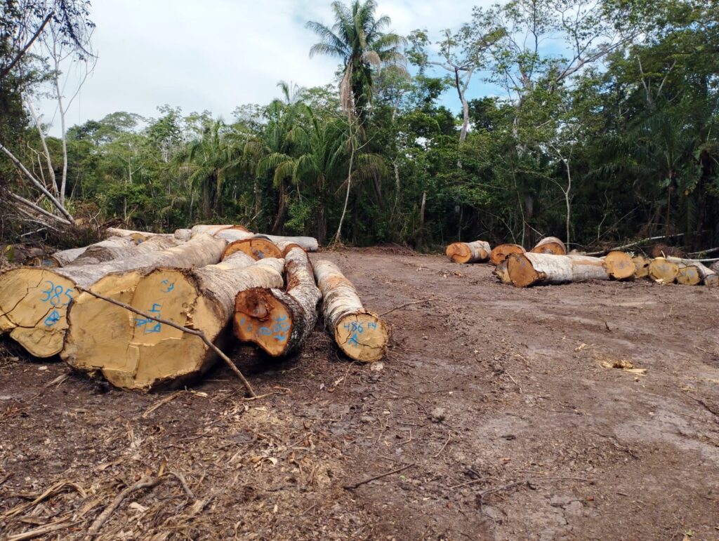 El gobierno autónomo del TIM declara pausa a los planes de manejo forestal 2 VEDA 3