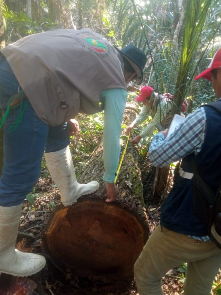 El gobierno autónomo del TIM declara pausa a los planes de manejo forestal 1 VEDA 4