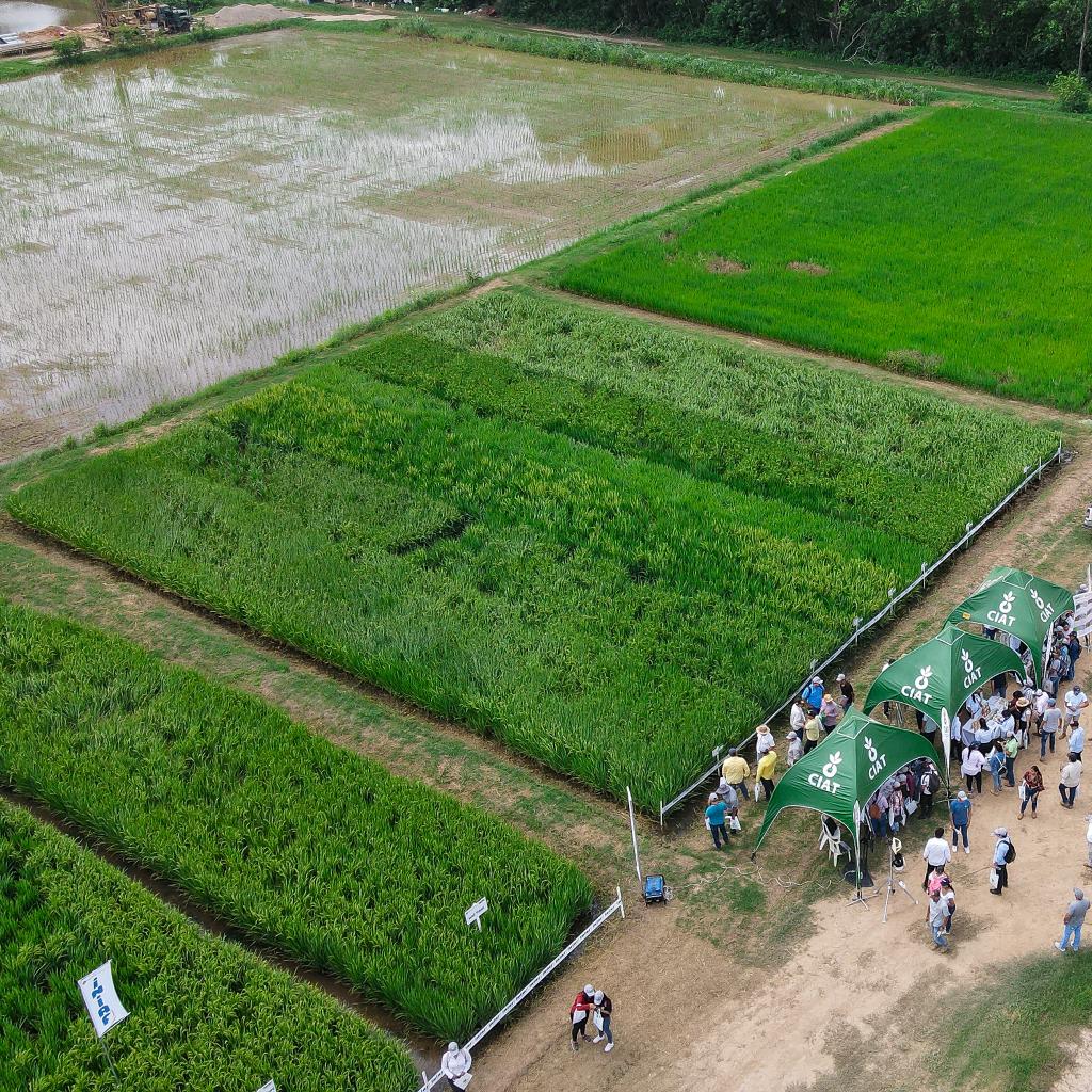 El CIAT muestra sus avances agrícolas y tecnológicos en el Día de Campo en Okinawa I 1 ciat 2
