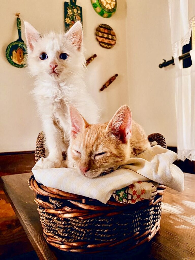 Tres secretos clave para brindar salud y bienestar a tu gato 1 Gato 2