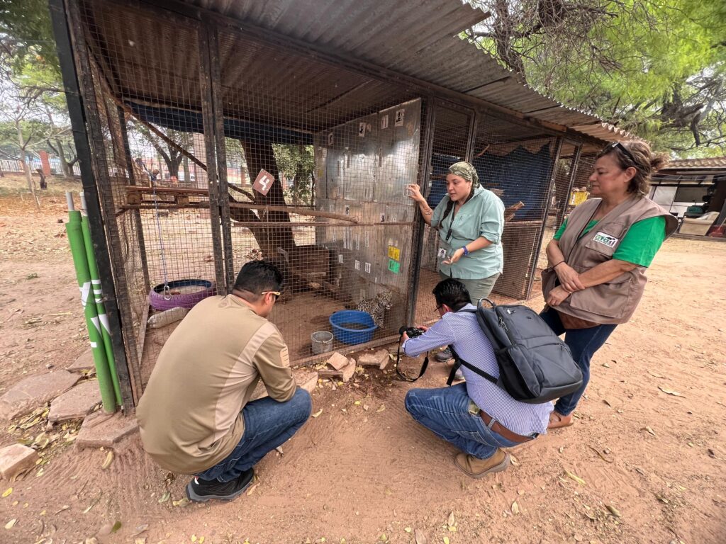 Gobernación cruceña continúa gestionando donaciones para los animales silvestres rescatados 2 3eaf439c 0042 45bc a002 bc6278bc7fcc