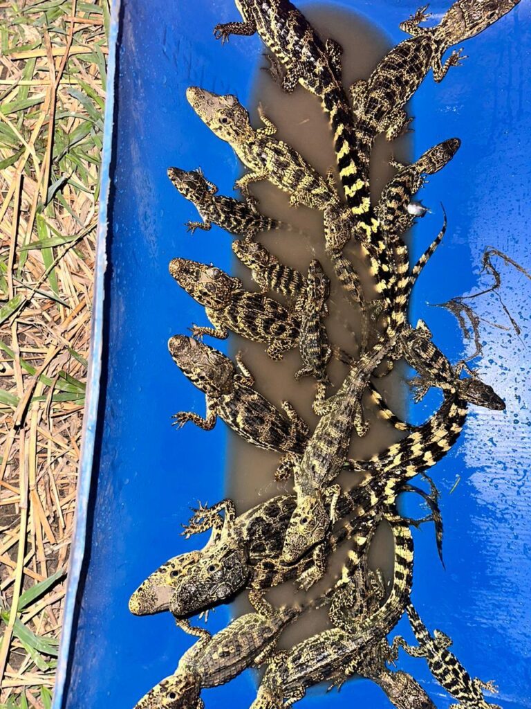Equipo de Biodiversidad rescata animales silvestres afectados por incendios y sequía en San Matías 2 FATO 3