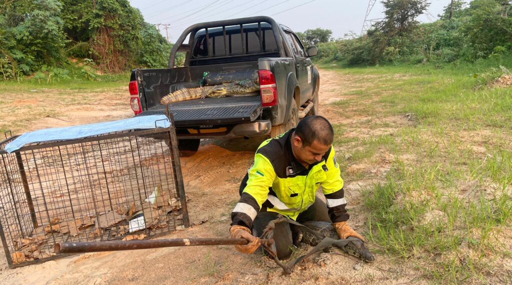 Gobernación rescata 6 lagartos en la zona de Pentaguazú I en Warnes 1 LAGAR 2 1