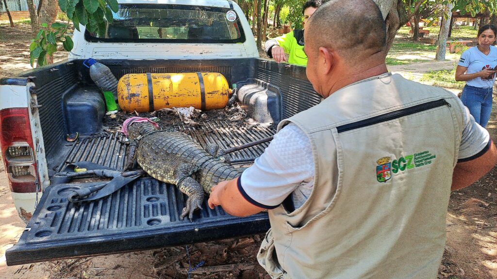 Gobernación realiza traslocación de caimán yacaré, desde el patio de una casa hacia una laguna 1 largar 2