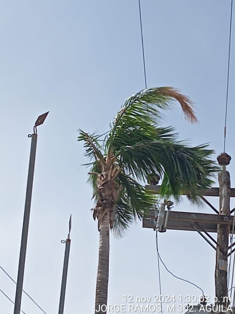 Vientos huracanados derriban árboles y valla publicitaria que afectó la red eléctrica 2 8955a8fb 285e 4a57 9aea 993c387d1b69