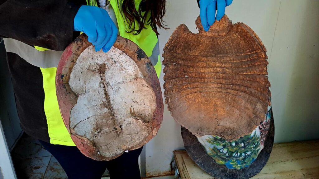 Gobernación decomisa 6 kilos de cola de lagarto en operativo en las cabañas del Río Píraí 1 lagar