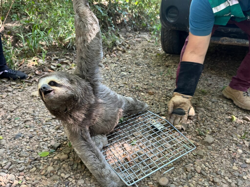 Gobernación rehabilita y libera animales silvestres rescatados 1 Cico 1