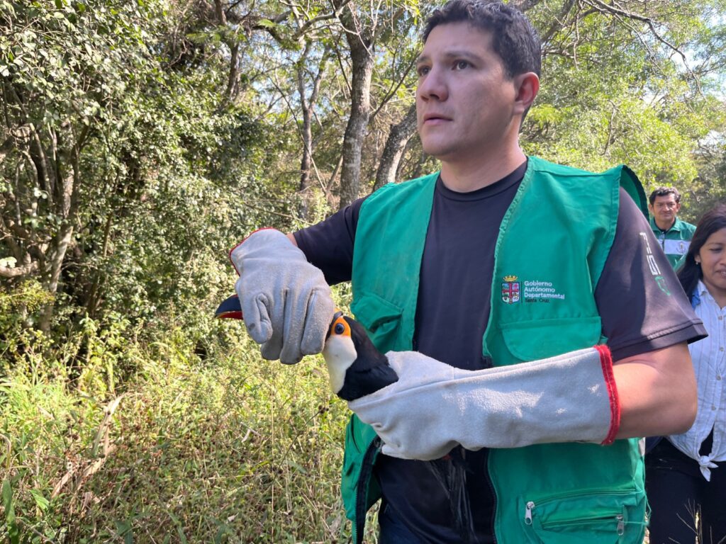 Gobernación rehabilita y libera animales silvestres rescatados 2 cico 3