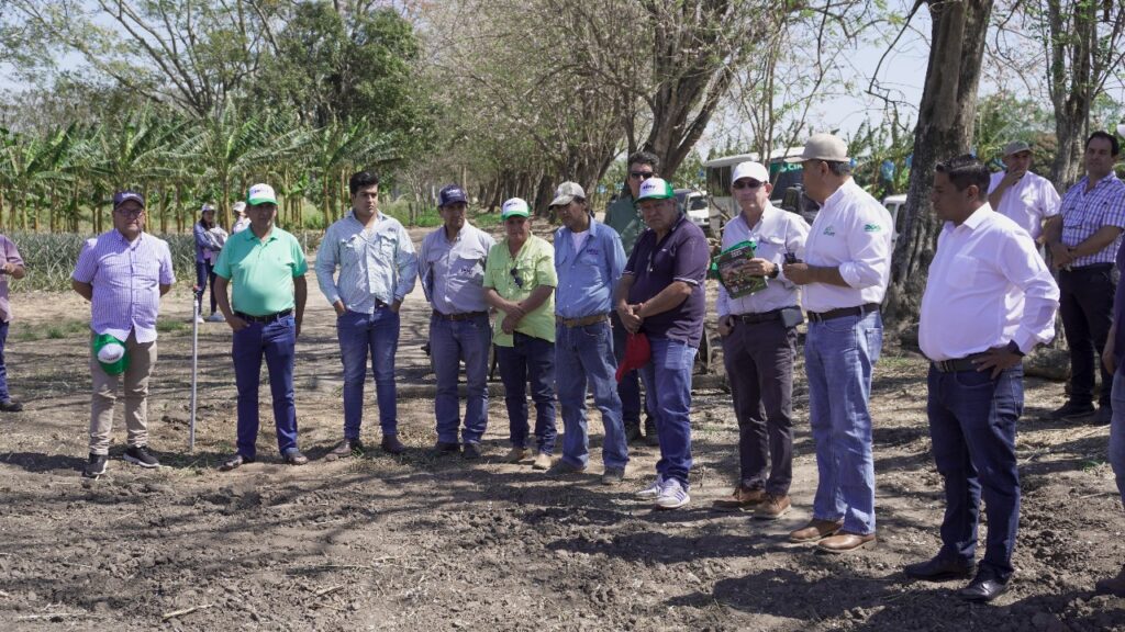 CIAT inicia la primera validación agronómica de semillas de algodón genéticamente modificadas 2 DALE 1