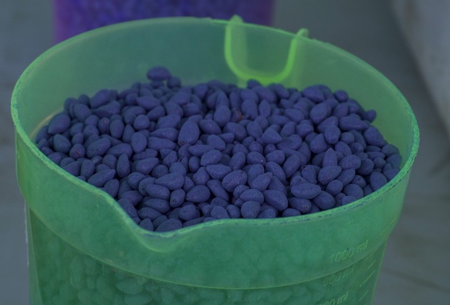 CIAT inicia la primera validación agronómica de semillas de algodón genéticamente modificadas 1 DALE 2