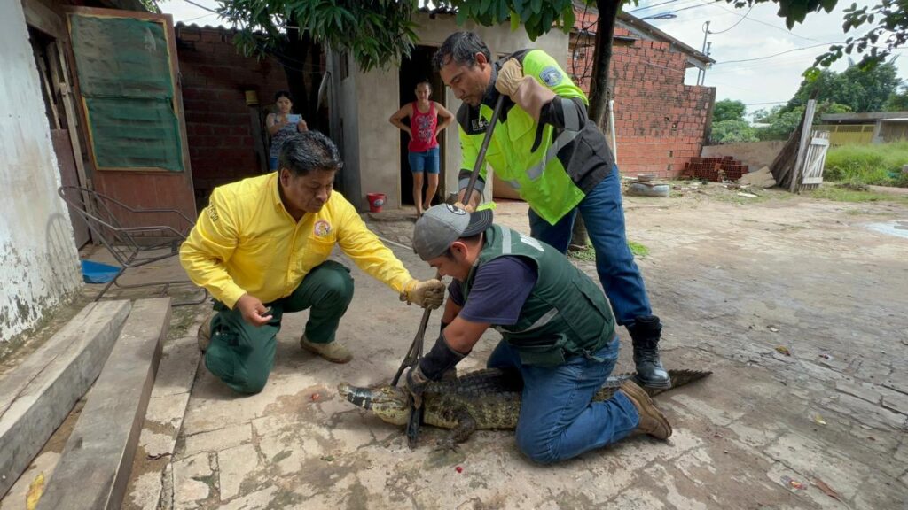 Rescatan lagarto de casi dos metros hallado en un domicilio de la zona Virgen de Luján 2 LAGA 3