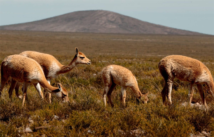 chile 2 vicuna