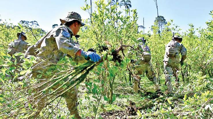 Bolivia necesita una nueva política antidroga para recuperar el Estado 1 coca